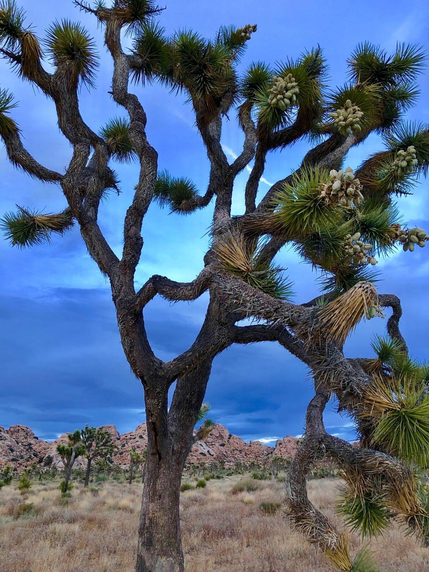 Cozy Desert Retreat With Amazing Views Only 4 Miles To Jtnp Joshua Tree Buitenkant foto