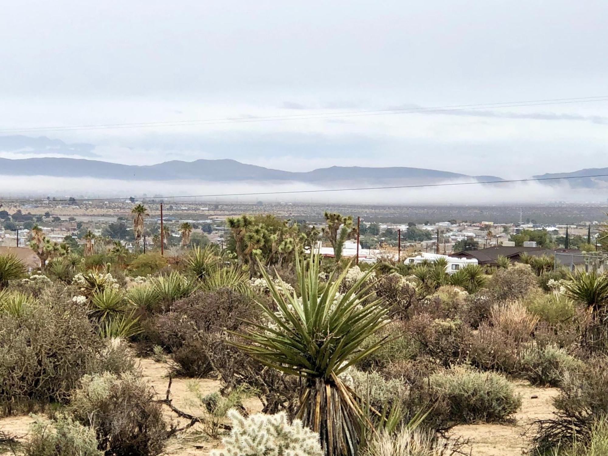Cozy Desert Retreat With Amazing Views Only 4 Miles To Jtnp Joshua Tree Buitenkant foto